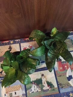 Сансевиерия карликовая